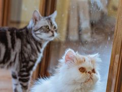 -猫的茶·猫咖