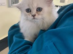 -安安宠医·安宠宠物医院