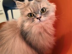 -平行世界·猫咖(首经贸店)