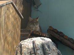 -青藏高原野生动物园