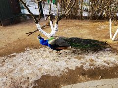 -西霞口神雕山野生动物世界