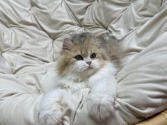 -十月米努特矮脚猫舍