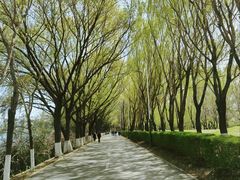 -长白岛森林公园