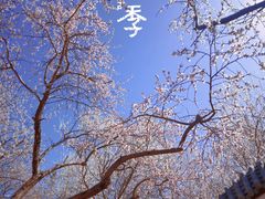-桃花堤公园