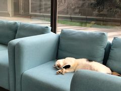 -爱妮康宠物医院·干细胞免疫细胞·肿瘤·心脏(张江店)