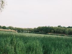 -北京麋鹿生态实验中心