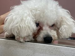 -乖乖宠物医院·猫科·骨科·24小时(云岗分院)