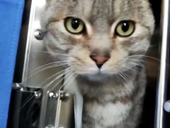 -纳吉亚猫专科动物医院博雅分院