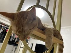 -宠颐生斯嘉宠物医院·急重症·心内科(谷阳北路分院)