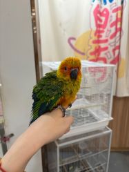 -Moni星球萌宠·小马宝莉·灵蛇·高端高阶全萌宠互动体验俱乐部(红豆国际广场店)