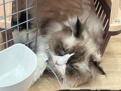 -瑞派宠物医院·犬猫全科·猫友好(宾水西道店)