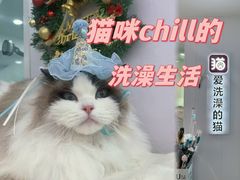 -爱洗澡的猫(望京店)