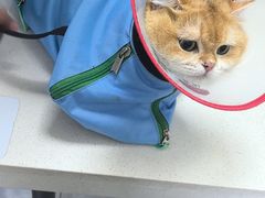 -瑞派长江宠物医院·猫科·外科·24小时夜护(谊城公寓分院)