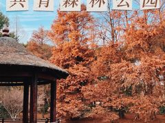 -上海共青森林公园