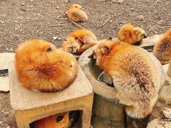 -宫城藏王狐狸村