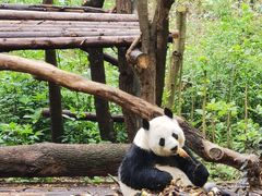 景点-成都大熊猫繁育研究基地