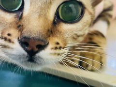 -中农国际动物医院24小时·猫科·骨科·急重症中心