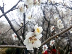 -香雪海