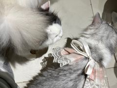 -怪兽屋·羊驼·猫咖·狗咖(俊华广场店)