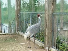 -盐城丹顶鹤湿地生态旅游区