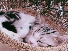 -飞行喵MR PILOT|猫舍·猫咖(静安大融城店)