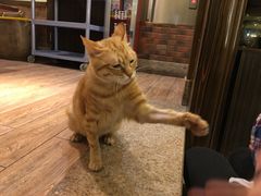 -more than meow吴止猫主题餐厅(承德 中船汇店)