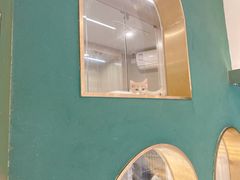 -飞行喵MR PILOT|猫舍·猫咖(静安大融城店)