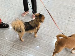 -瑞派名望志远动物医院·猫科·內科·异宠专科(直港大道店)