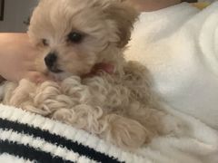 -大型宠物商超·宠海王国·宠物猫狗活体·用品·美容(新世界百货重庆店)