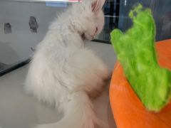 -babydoll猫舍·米努特·德文·缅因(久光中心店)