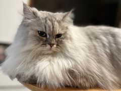 -翊宠yipet猫狗购宠庄园犬舍•猫舍