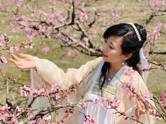 -樂桃源奉贤黄桃种植采摘基地