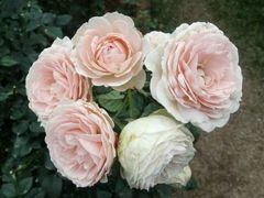 -人民公园(罗湖区)