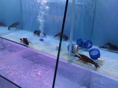 -虾弄弄海派小龙虾·牛羊蝎子火锅