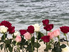 -玫瑰海岸文化旅游度假区