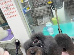 -贵族宠物·宠物美容(三阳路店)