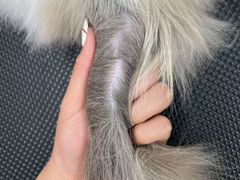 -唐小姐の猫狗洗护·购宠旗舰店(周浦万达店)