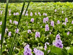 -白鹭湾湿地公园