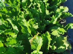 -鄞州雪菜博物馆