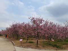 -天适樱花悠乐园