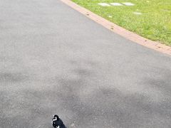 -斐兹洛伊花园