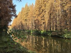 -黄海国家森林公园