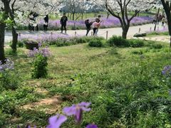 -苏州上方山国家森林公园