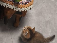 -宠爱国际动物医院·消化内科·心肾内科·ISFM猫友好(望京店)