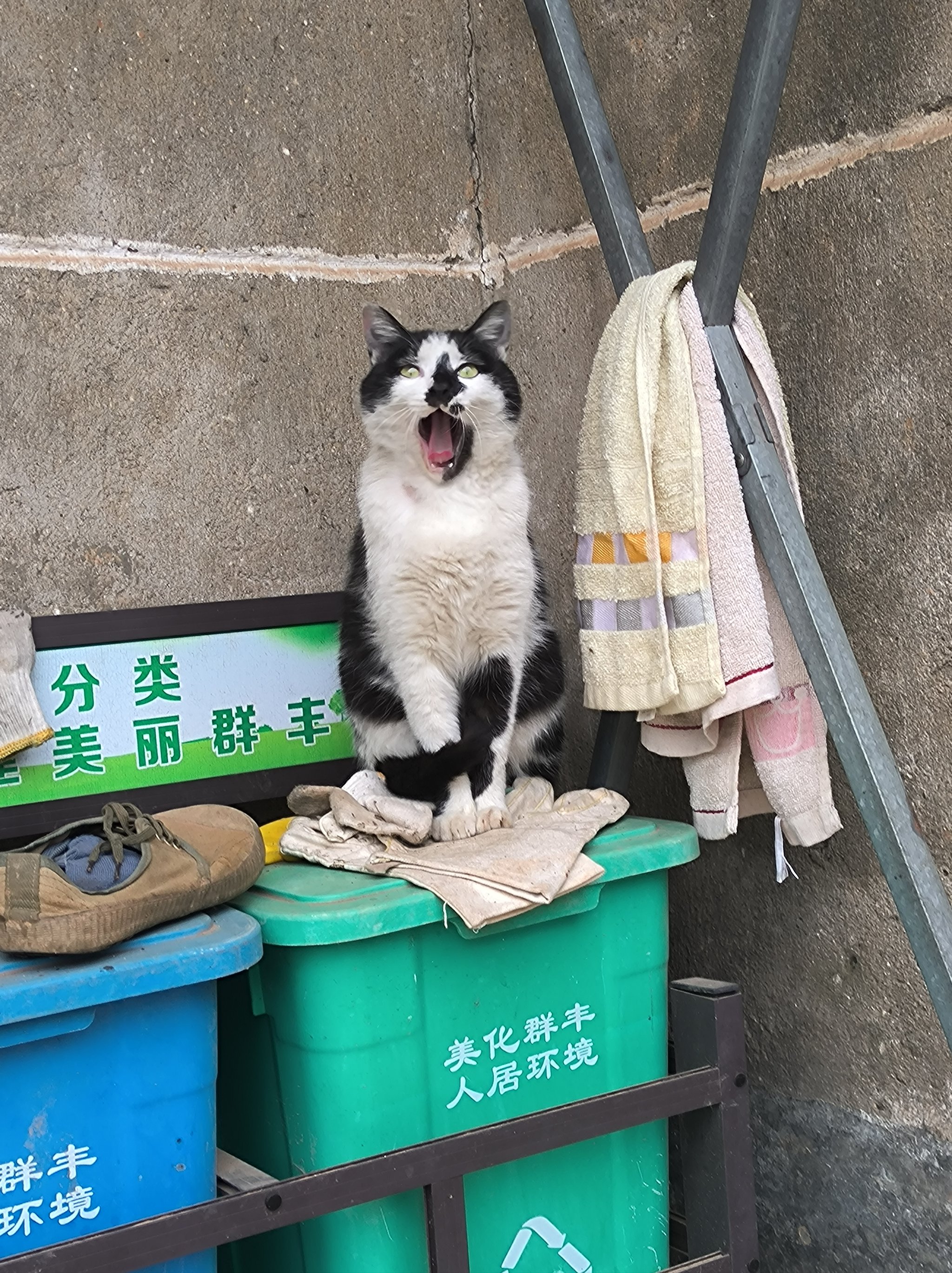 猫咪做核酸搞笑图片图片