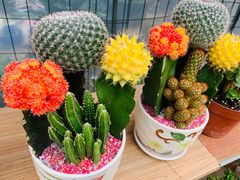 -三圣花乡旅游区