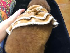 -more than meow吴止猫主题餐厅(承德 中船汇店)