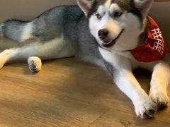 -Husky Go! 哈士奇体验馆·宠物咖啡厅狗咖