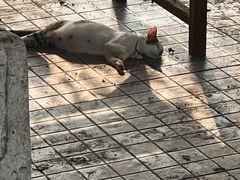 -金巴兰鱼市场