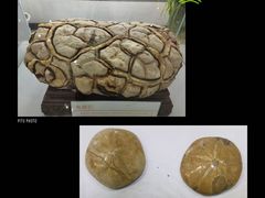 -中国第四纪冰川遗迹陈列馆